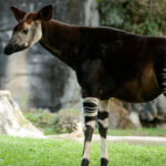 World Okapi Day