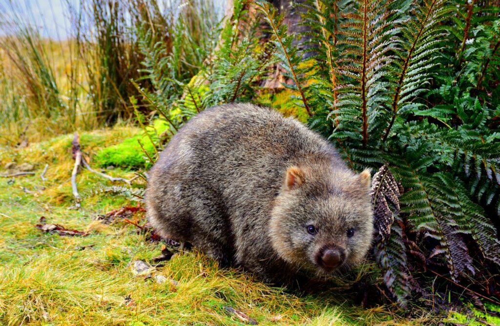 Celebrating International Wombat Day