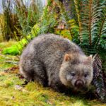 Celebrating International Wombat Day