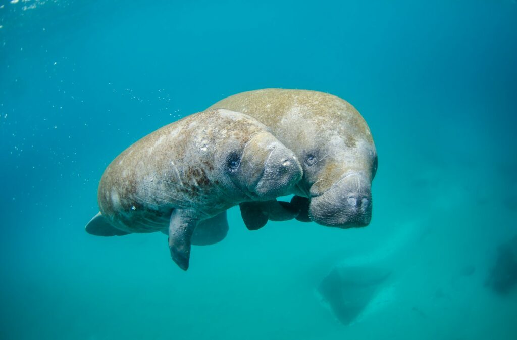 Manatee Awareness Month