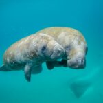 Manatee Awareness Month