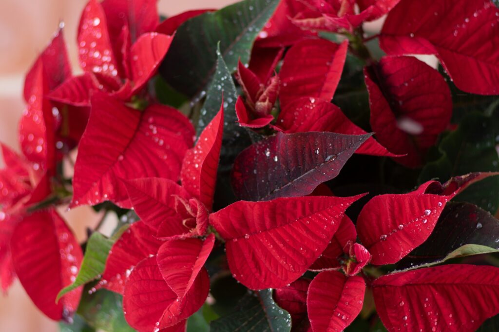 Discover 11 Fascinating Secrets of Poinsettias