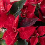 Discover 11 Fascinating Secrets of Poinsettias