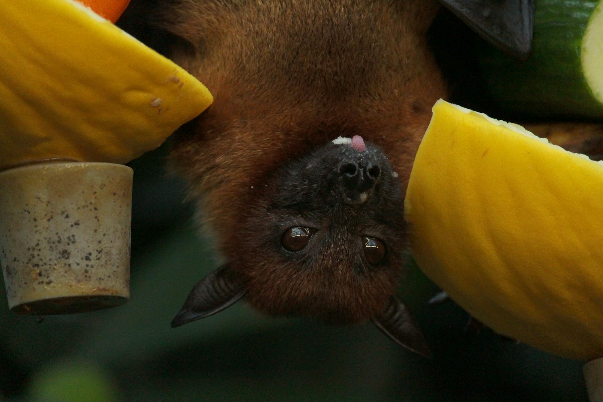 Bat appreciation day