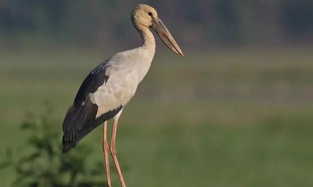 Greater adjutant stork at Kaziranga National Park