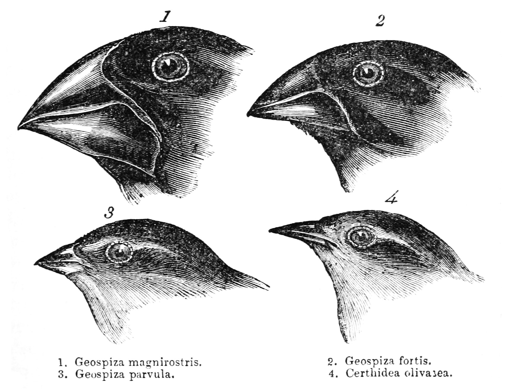 https://upload.wikimedia.org/wikipedia/commons/a/ae/Darwin%27s_finches_by_Gould.jpg